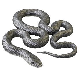 3D model Animated Black Mamba